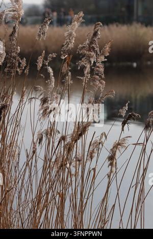 Cani comuni (Phragmites Australis) che crescono accanto all'acqua, riflessi nell'acqua e letti di canne sullo sfondo, Riserva naturale di Attenborough, Regno Unito, Primavera Foto Stock
