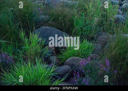 Fotografia ravvicinata panoramica di una riva fluviale o di una costa rocciosa ricoperta da una fitta erba selvatica verde, grandi pietre muschiose e piccole fiori selvatici viola. Th Foto Stock