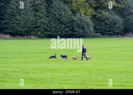 Una donna che passeggia con più cani al guinzaglio in un parco pubblico, Regno Unito Foto Stock