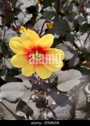 Fiore di dalia giallo e rosso Dahlia 'Moonfire' o Dahlia 'Sunshine' che fiorisce tra il fogliame scuro Foto Stock
