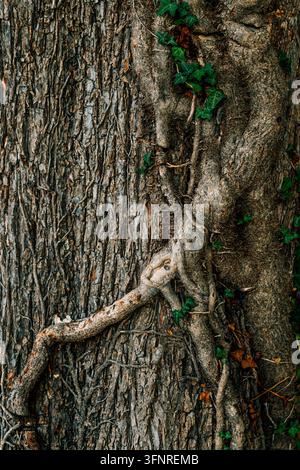 Corteccia d'albero ruvida coperta di spesse viti di edera e piccole foglie verdi. immagine verticale. Foto Stock