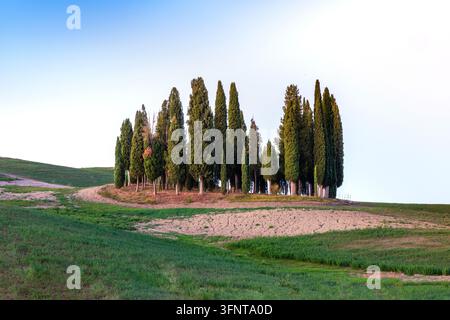 Panoramica mozzafiato del classico paesaggio toscano in Italia, con un fitto gruppo di alti cipressi verdi che si ergono su una collina ondulata Foto Stock