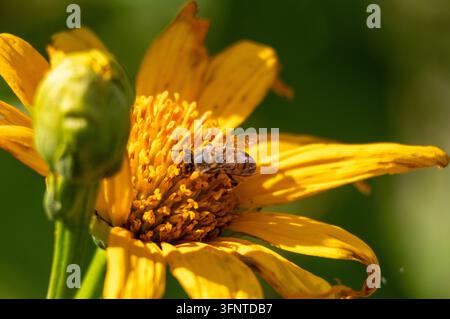 Macro di un'ape che raccoglie polline su un fiore giallo brillante alla luce naturale Foto Stock
