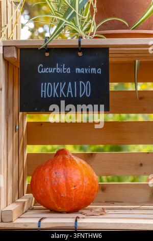 Zucca Hokkaido arancione, Cucurbita maxima, su una mensola espositiva di legno a Praga Foto Stock