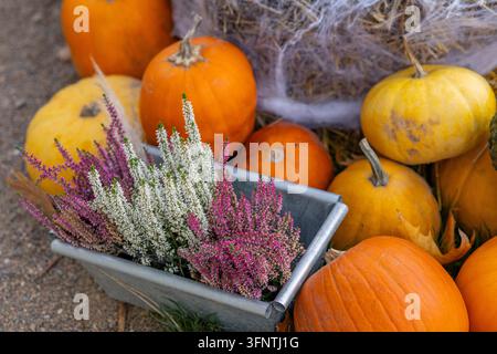 Zucchine e erica in fiore che creano una decorazione autunnale a Praga Foto Stock