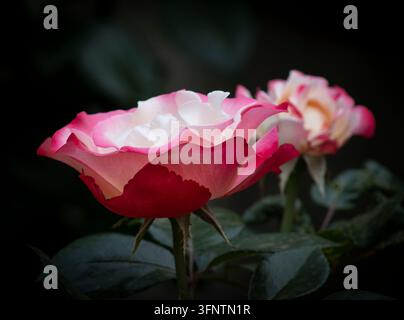 Un bellissimo primo piano di una rosa Hybrid Tea bicolore che fiorisce con bordi rosa vivaci e un centro bianco crema su uno sfondo scuro e suggestivo. Foto Stock