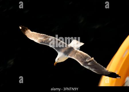 Un gabbiano in volo con le ali largamente distese, che plana su acque profonde e scure vicino a una boa di salvataggio arancione durante una giornata di sole in mare, primo piano. Foto Stock