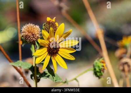 Primo piano di un girasole della prateria giallo in ambiente naturale Foto Stock