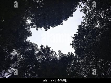 Vista ad angolazione bassa che guarda attraverso la fitta chioma delle sequoie verso un'apertura luminosa del cielo Foto Stock