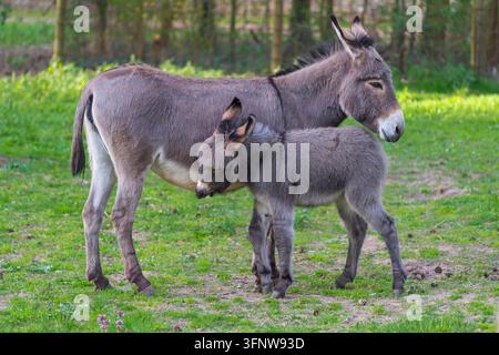 Grigio asino domestico, femmina con puledro, Hesse, Germania Foto Stock