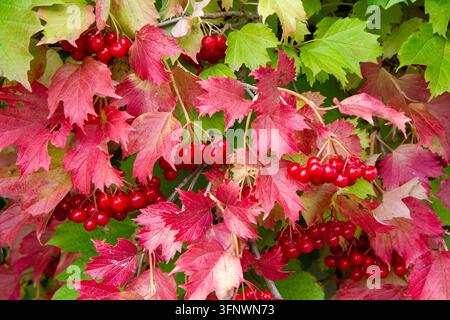 Bacche di viburno mature sui rami di un cespuglio autunnale con foglie rosse. Cespuglio di viburno naturale in autunno. Foto Stock