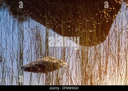 Bella luce su steli di piante nell'acqua durante una serata estiva Foto Stock