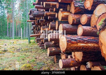 Trucioli di legno impilati in una foresta di conifere Foto Stock