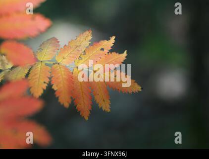 Foglia di sorbo autunnale su sfondo scuro sfocato Foto Stock