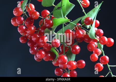 Bacche rosse fresche della vite di Smilax Aspera Sarsaparilla in primo piano su sfondo scuro Foto Stock