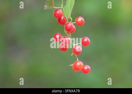 Bacche rosse fresche della vite di Sarsaparilla Smilax Aspera in primo piano che crescono all'aperto su uno sfondo di fogliame verde sfocato Foto Stock