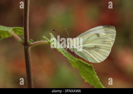 Farfalla bianca (Pieris sp.) su una foglia Foto Stock