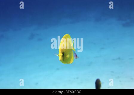 Pesce farfalla mascherato (Chaetodon semilarvatus). Scattato a Sharm El Sheikh, Egitto. Foto Stock