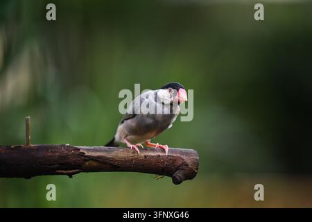 Passero del Giava appollaiato su un ramo nel parco di Hong Kong Foto Stock