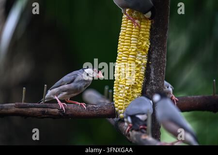Passeri del Java che si nutrono di mais nel parco di Hong Kong Foto Stock