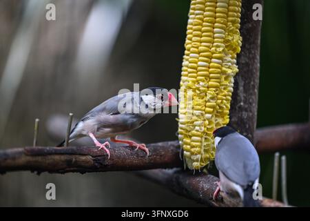 Passeri del Java che si nutrono di mais nel parco di Hong Kong Foto Stock