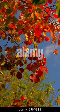 Foglie di albero in colore autunnale contro il cielo blu Foto Stock