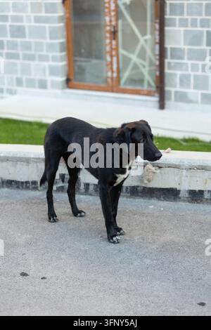 cane di razza mista nero in piedi su una strada cittadina alla morbida luce del giorno Foto Stock