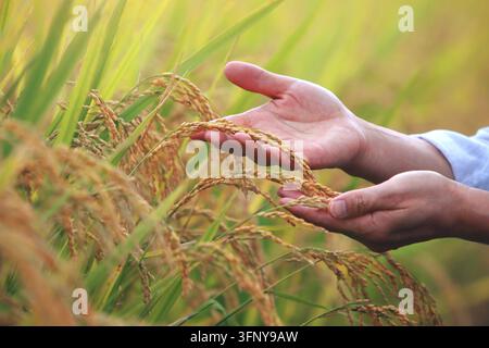 Le mani di un contadino che si prepara per il raccolto, toccando le spighe dorate di riso che maturano nella luce autunnale. Foto Stock