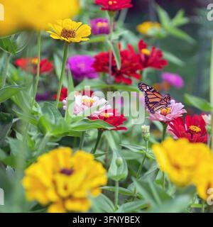 2019 Atlantic City (New Jersey) USA; farfalla monarca (Danaus plexippus) su una zinnia rosa in giardino; farfalla monarca; mariposa monarca Foto Stock