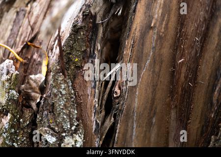 Macro texture di corteccia di albero. Foto di alta qualità Foto Stock