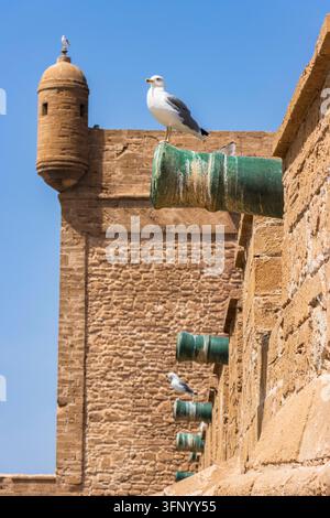 Gabbiani sui cannoni di bronzo storici delle fortificazioni di Skala de la Ville a Essaouira, Marocco. Foto Stock