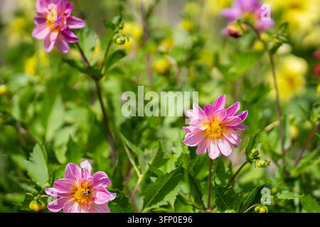 Dahlia ‘Pink Emperor‘, una dalia a fiori semplici con petali rosa luminosi che circondano un disco centrale giallo dorato, in fiore tra il fogliame verde. Foto Stock
