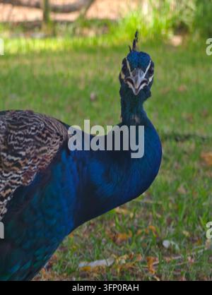 Un primo piano di un pavone, che guarda direttamente la fotocamera con uno sguardo intenso. Le piume iridescenti blu e verdi vibranti del suo collo e cr Foto Stock