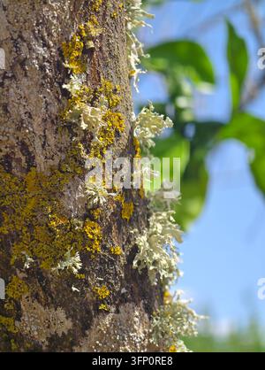 Un primo piano verticale dettagliato che cattura varie specie di licheni, con varietà giallo brillante e verde pallido, aderenti alla corteccia ruvida Foto Stock