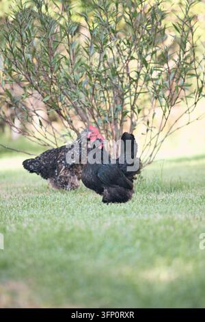 Due galline domestiche da cortile, una nera e una maculata, sono viste mentre cercano cibo nell'erba verde rigogliosa. Un arbusto frondoso forma uno sfondo naturale con una morbida, Foto Stock
