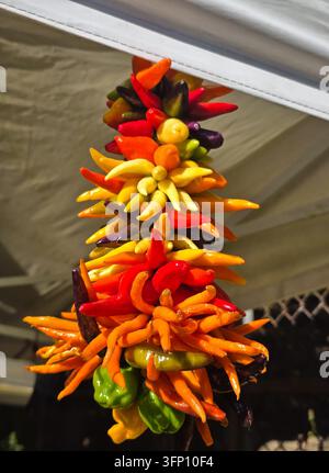 Assortimento colorato di peperoncini freschi appesi in grappoli decorativi Foto Stock