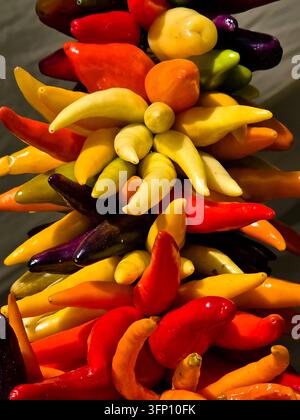 Assortimento colorato di peperoncini freschi gialli, rossi, arancioni e viola Foto Stock