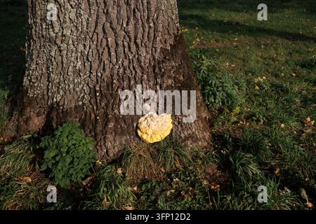 Pollo del bosco alla base di una vecchia quercia vicino a Salisburgo, Austria (Laetiporus sulphureus) Foto Stock