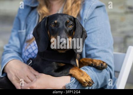 Dachshund nero e marrone, un bassotto miniatura a pelo corto con corpo lungo distintivo, orecchie cadenti e occhi espressivi, tenuto comodamente dal suo proprietario. Foto Stock