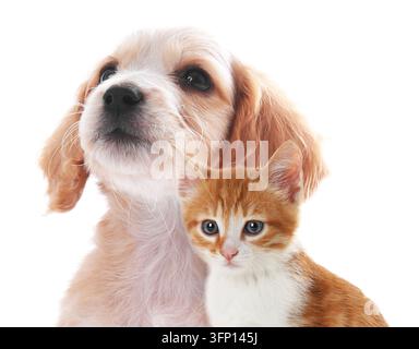 Simpatico cucciolo di cocker spaniel e gattino su sfondo bianco Foto Stock