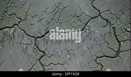 Una prospettiva aerea cattura zone umide con intricati canali serpeggianti e stormi di uccelli che proiettano ombre sottostanti. Foto Stock