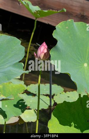 Un bocciolo di loto rosa chiuso si erge su uno stelo alto tra grandi foglie di loto verdi in uno stagno da giardino. La composizione naturale evidenzia il contrasto tra Foto Stock