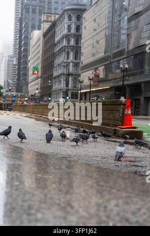 Schiarpa di piccioni che camminano su una strada bagnata del centro città durante la pioggia, circondati da alti edifici urbani e infrastrutture. La scena cattura sempre Foto Stock