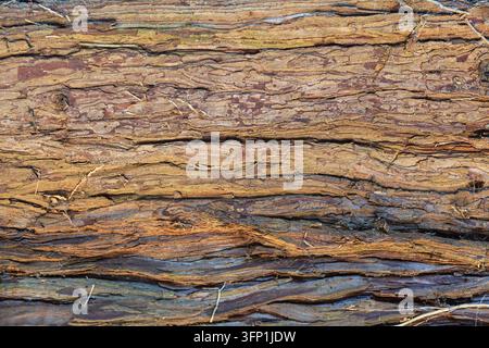 Dettaglio ravvicinato di un tronco di conifera Foto Stock