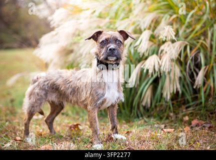 Un cane meticcio Border Terrier a pelo duro e trasandato in piedi all'aperto Foto Stock