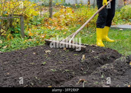 Donna irriconoscibile pianta spicchi d'aglio in terreno da giardino preparato durante il tardo autunno. Indossa stivali da giardinaggio in gomma giallo brillante e guanti protettivi. Usa un rastrello per livellare il terreno dopo la semina. Concetto di semina autunnale per la produzione alimentare domestica e pratiche di giardinaggio sostenibili Foto Stock