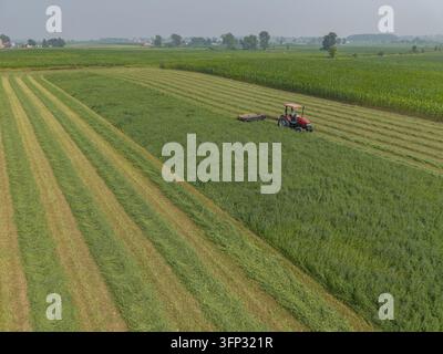 Luxemburg, Wisconsin, Stati Uniti - 19 luglio 2026: Veduta aerea di un trattore che taglia il fieno in un campo con file di erba tagliata e campi di mais circostanti Foto Stock