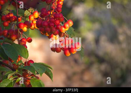 Una vista ravvicinata di piccoli crabapples maturi che crescono su un albero con foglie verdi illuminate dalla morbida luce dorata dell'ora blu in un ambiente naturale da giardino Foto Stock