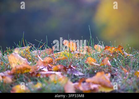 Vista ravvicinata di fogliame dorato caduto che riposa su un prato umido con delicate gocce d'acqua che riflettono la luce durante una stagione mattutina autunnale frizzante Foto Stock