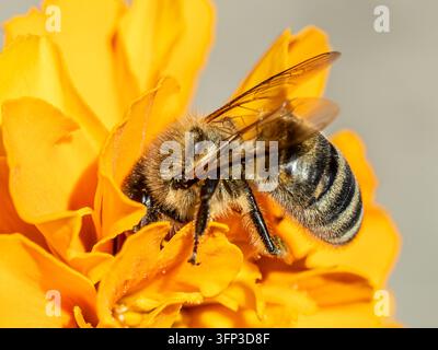 Ape che si nutre di nettare e polline da un fiore arancione vivace Foto Stock